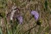 Brintesia circe